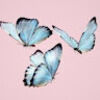 lovestars270